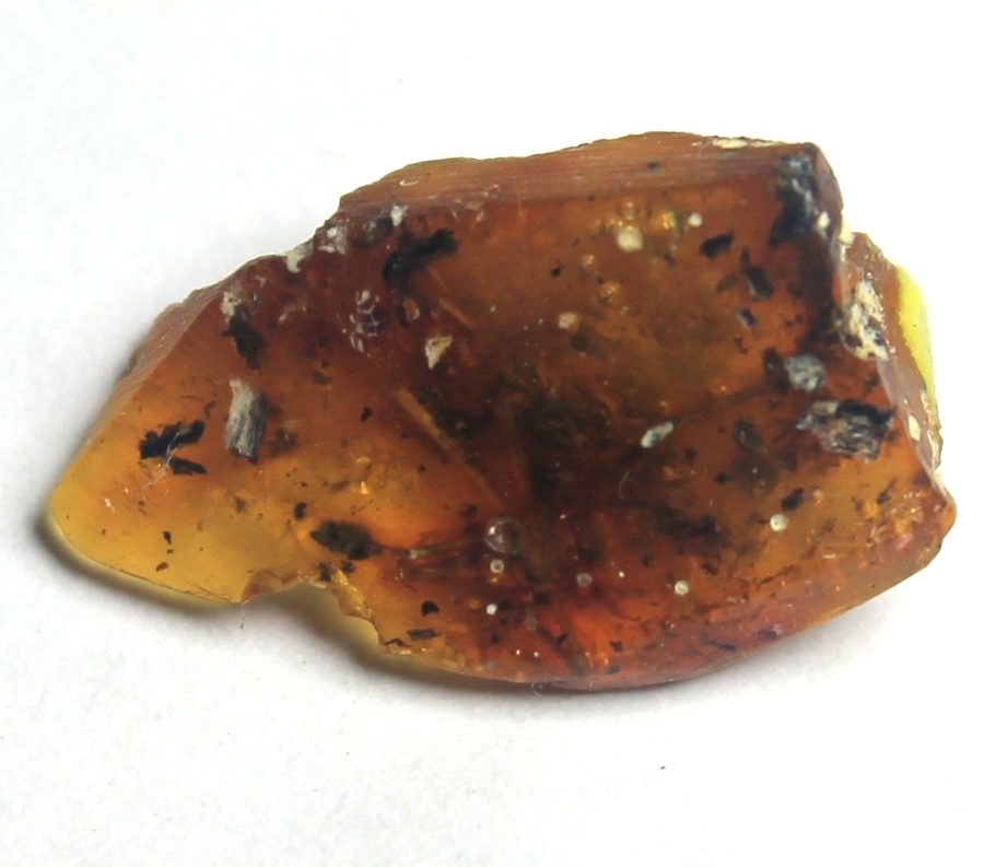 Fossil spider