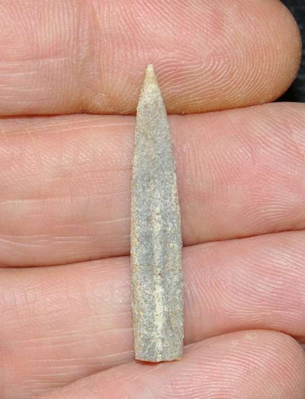 Hibolites semihastatus