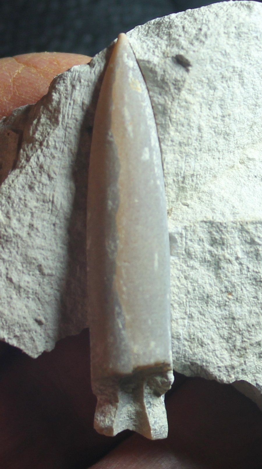 belemnit Gonioteuthis quadrata gracilis