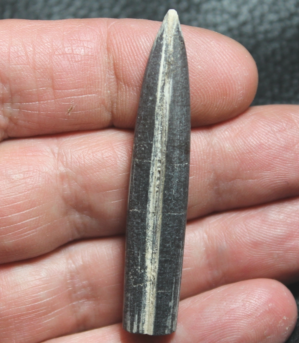 Pachybelemnopsis fusiformis