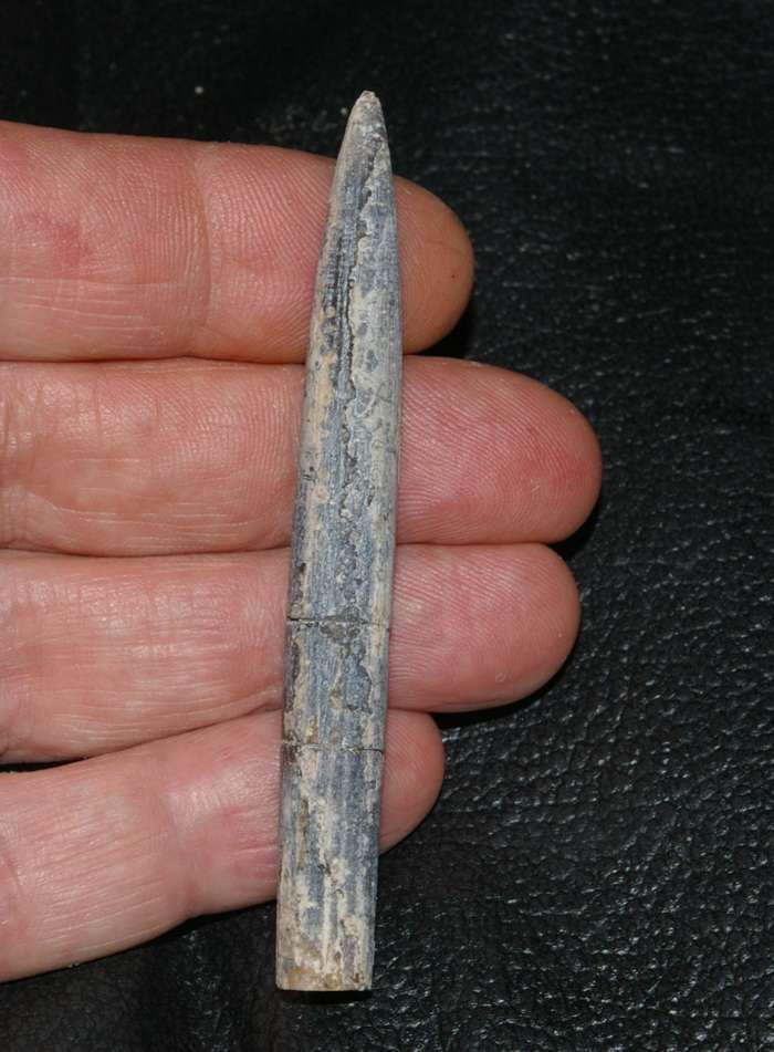 Hibolites beyrichi.jpg
