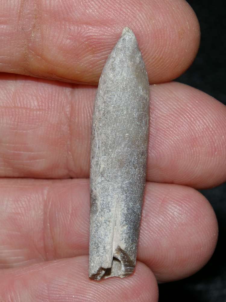 belemnite Rhapaloteuthis gillieroni.jpg