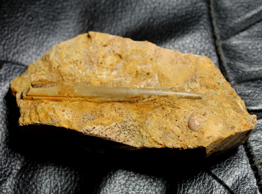 Hibolites hastatus