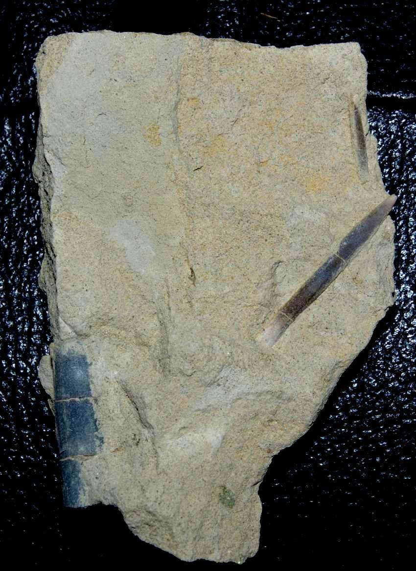 Hibolites semihastatus