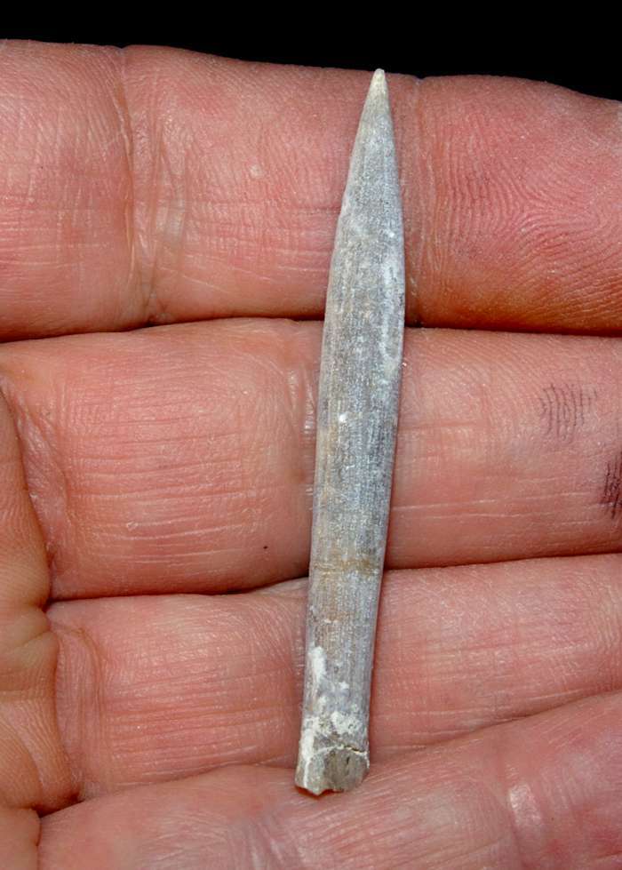 Hibolites hastatus
