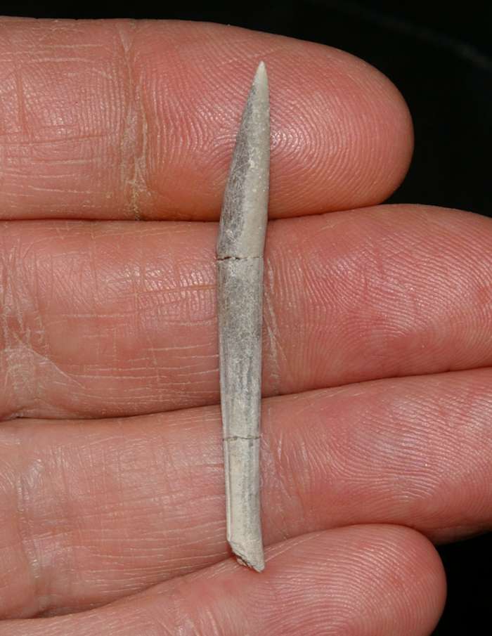 Hibolites hastatus