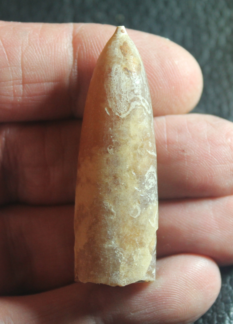 Belemnopsis latesulcatus
