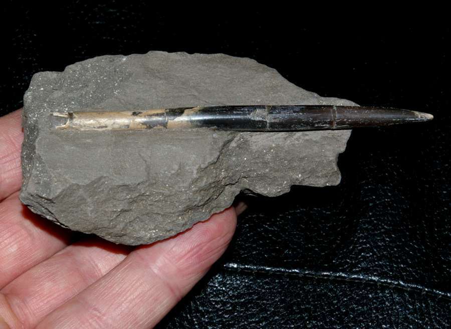 Bathonian belemnite