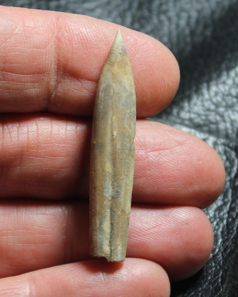 Hibolites girardoti