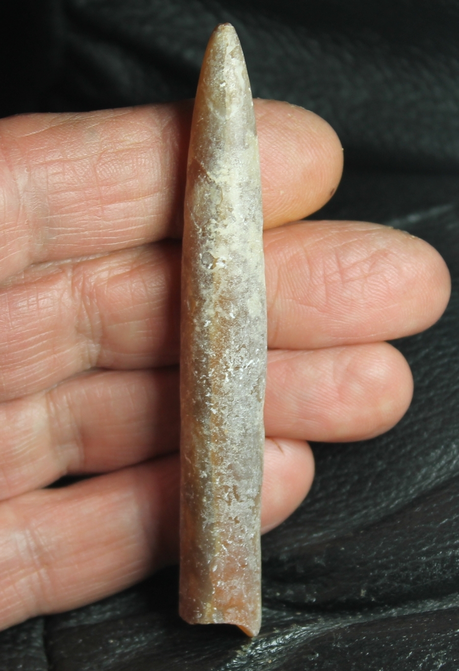 Belemnitella langei