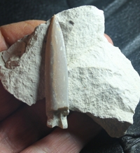  belemnite