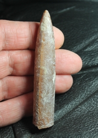  Belemnitella mucronata, belemnite