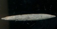  belemnite