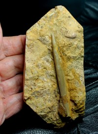  belemnite.jpg