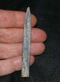  belemnite