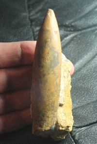  Hibolites hastatus, belemnite
