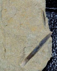  belemnite
