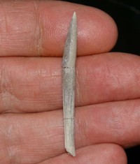  belemnite