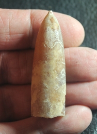  belemnite, Belemnitella minor