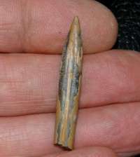 belemnite
