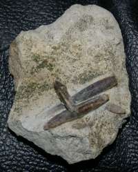  belemnite