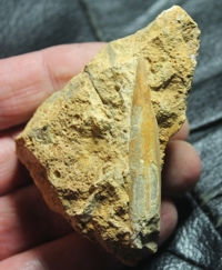 belemnite