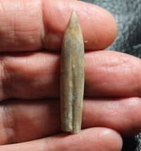  belemnite