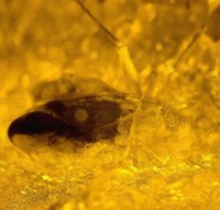  amber fossil