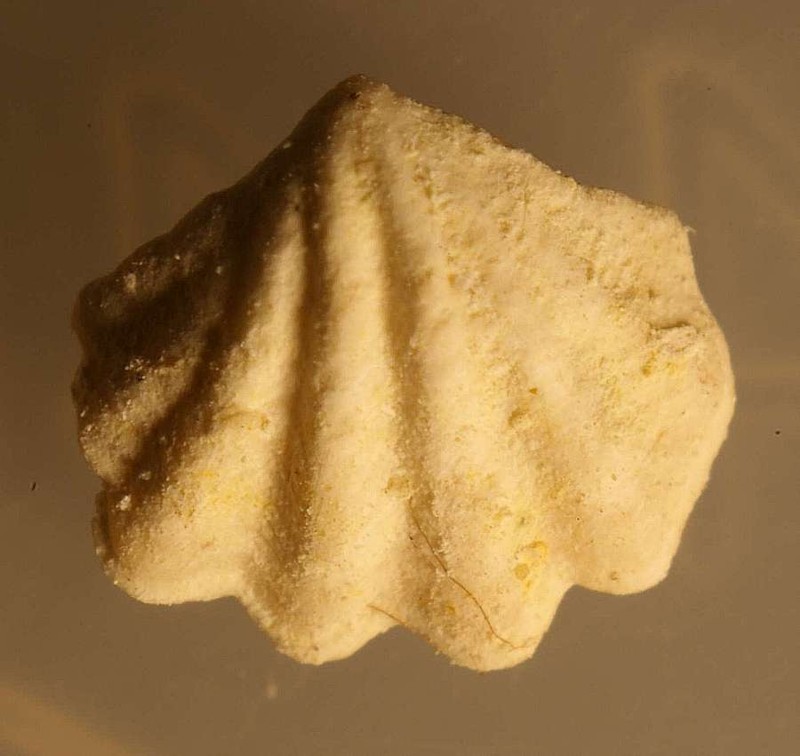  Megathiris detruncata 
