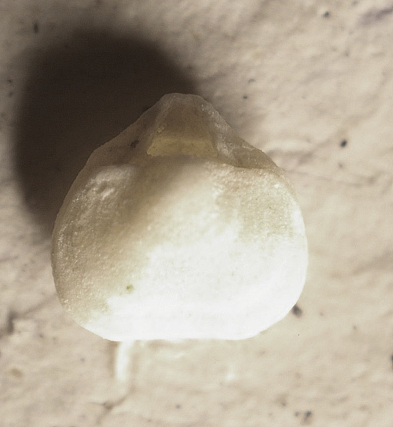  Platidia anomioides 