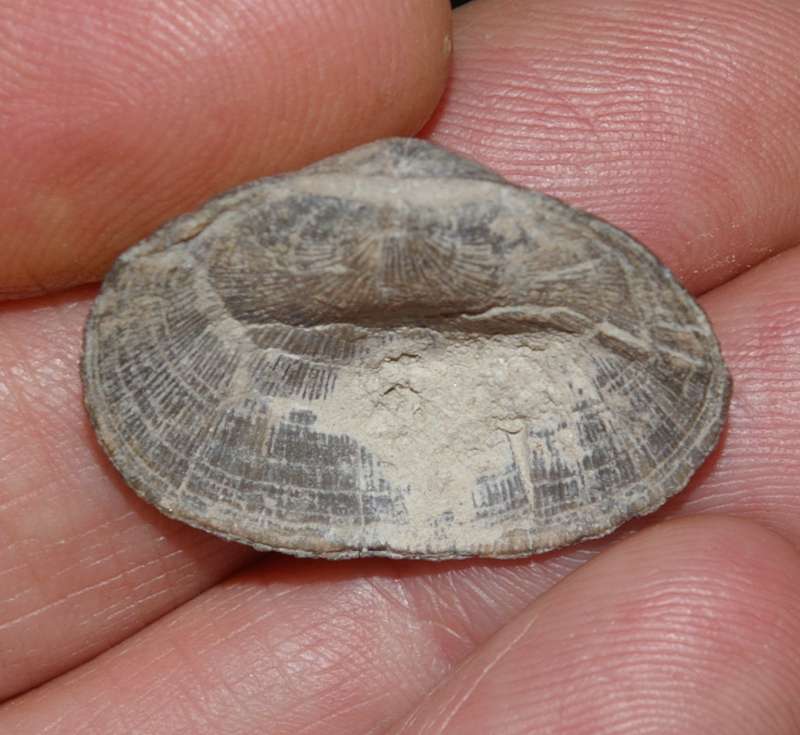  Devonian brachiopods 