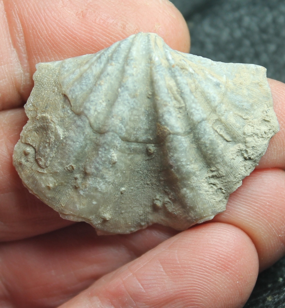  Macropleura macropleura 