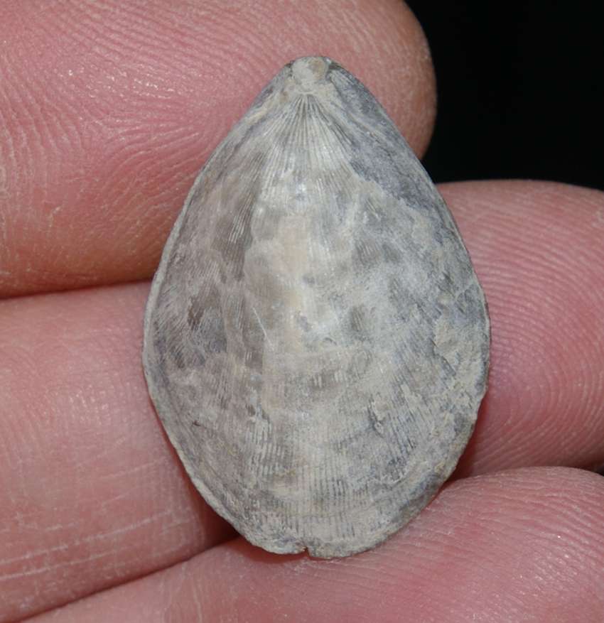  Neogene fossil brachiopod 