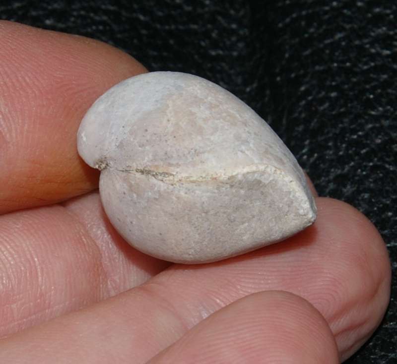  Gallienithyris 