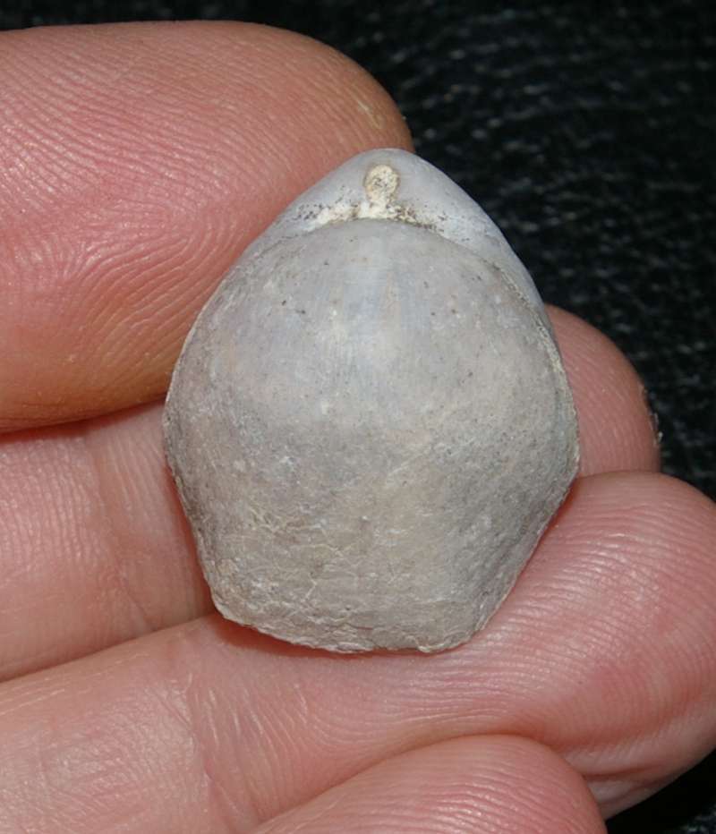   Jurassic, Oxfordian fossil brachiopod 