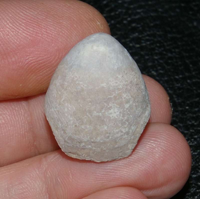  fossils brachiopods Gallienithyris