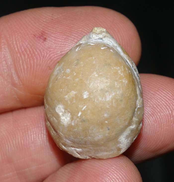   Jurassic, Oxfordian fossil brachiopod 