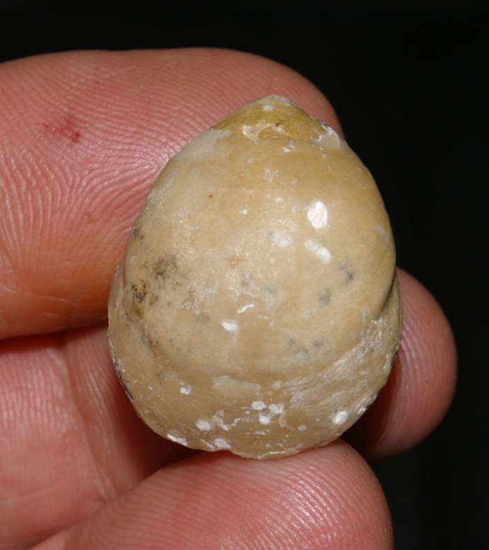  fossils brachiopods Gallienithyris