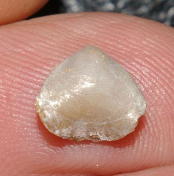  Rchynchonella lewinskii 