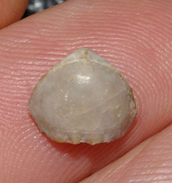   Jurassic, Callovian fossil brachiopod 