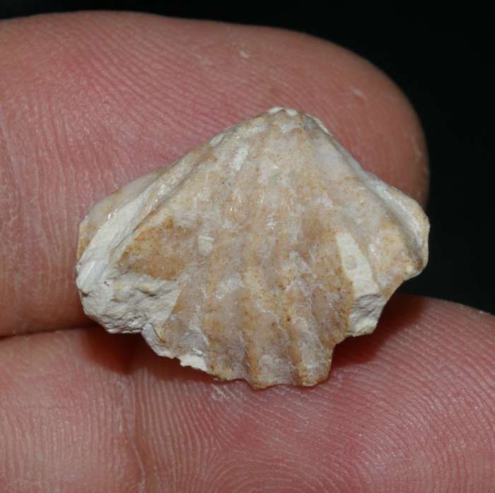  Lacunosella monsalvensis 