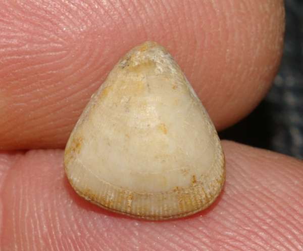  Monticlarella striocincta 