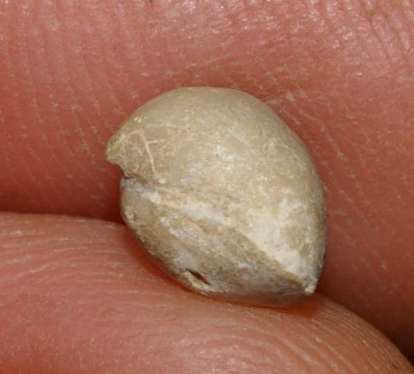 Monticlarella  czenstochowiensis 