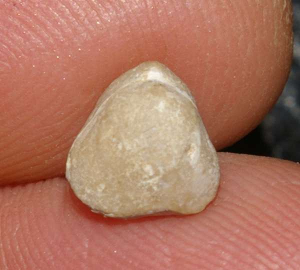  Monticlarella  czenstochowiensis 