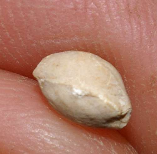  Monticlarella  strioplicata 