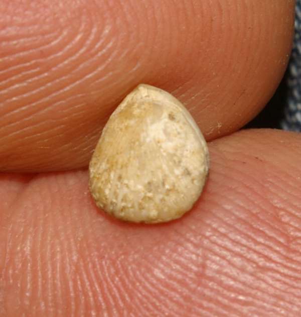 Monticlarella  rollieri 