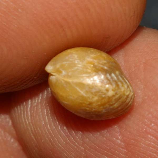  Monticlarella triloboides