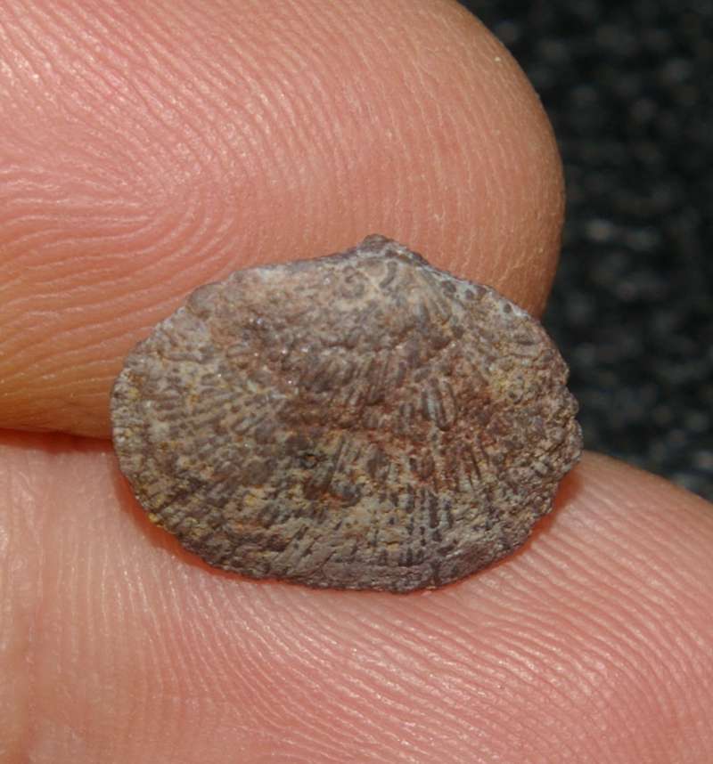 devonian fossil brachiopod