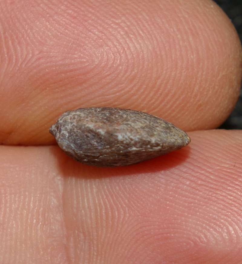 devonian fossil brachiopod