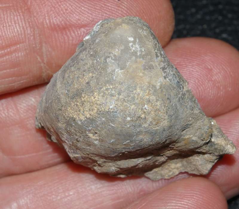  Newberiia gibbosa 